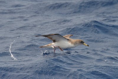 Cory's Shearwater