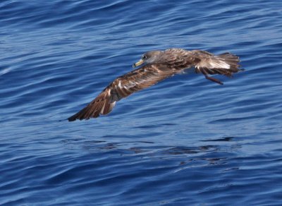 Cory's Shearwater