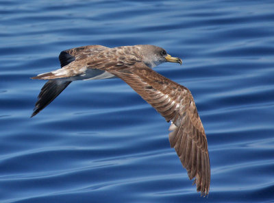 Cory's Shearwater