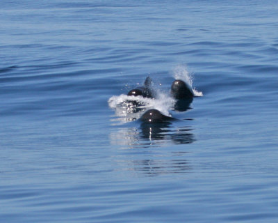 Short-finned Pilot Whale