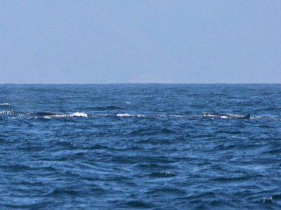 Baird's Beaked Whale
