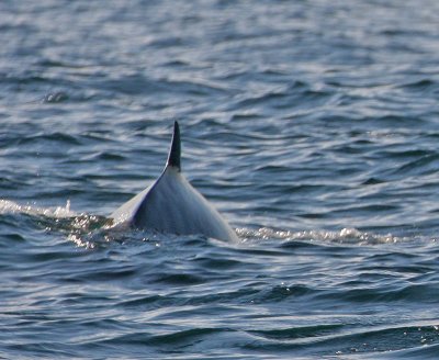 Cuvier's Beaked Whale