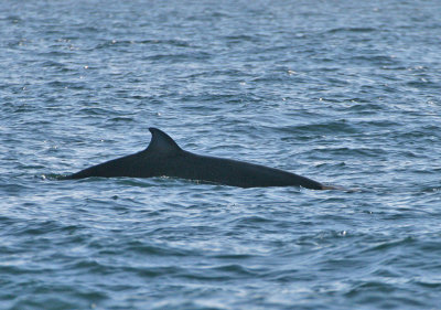 Cuvier's Beaked Whale