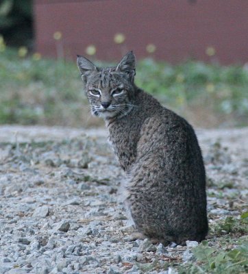 Bobcat