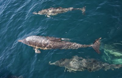 Long-beaked Common Dolphin