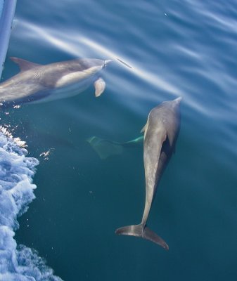 Long-beaked Common Dolphin