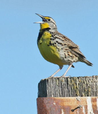 Western Meadowlark