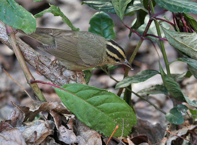 Worm-eating Warbler