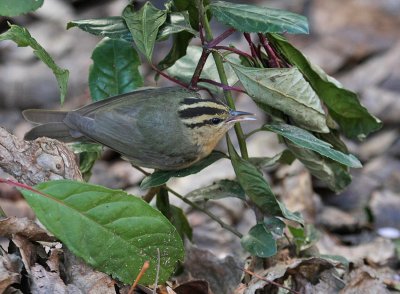 Worm-eating Warbler