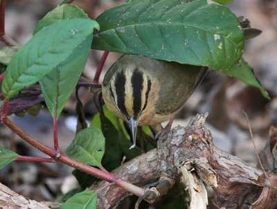 Worm-eating Warbler