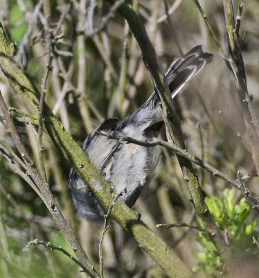 Coastal California Gnatcatcher