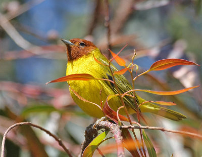 Yellow Warbler (Mangrove)