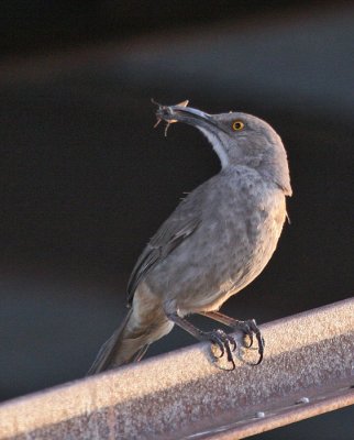 Curve-billed Thrasher