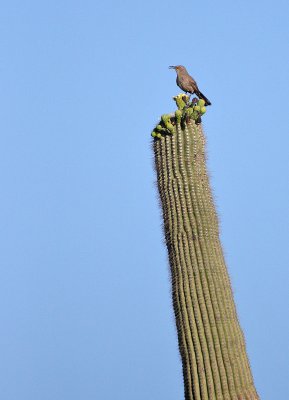 Curve-billed Thrasher