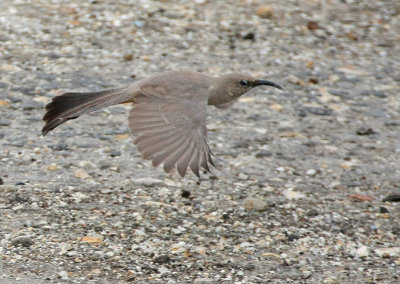 San Joaquin Le Conte's Thrasher