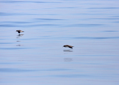 Pink-footed Shearwater