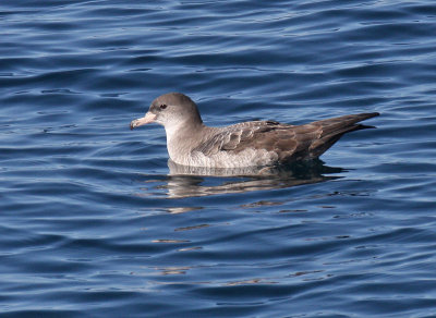 Pink-footed Shearwater