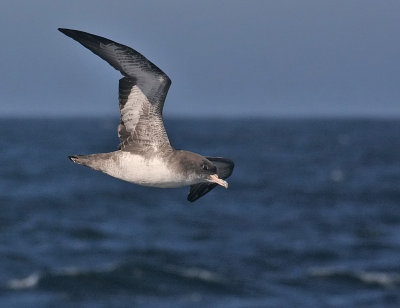 Pink-footed Shearwater