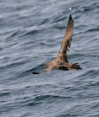 Sooty Shearwater