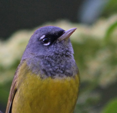 MacGillivray's Warbler