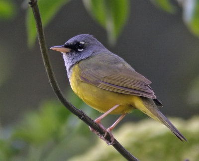 MacGillivray's Warbler