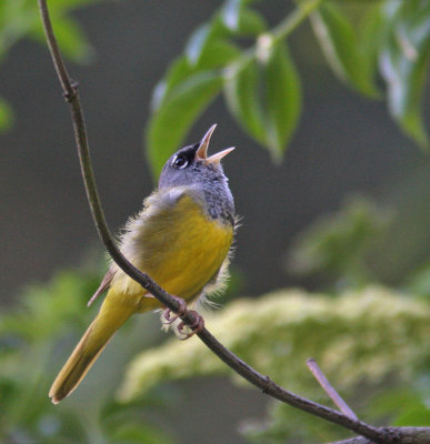 MacGillivray's Warbler