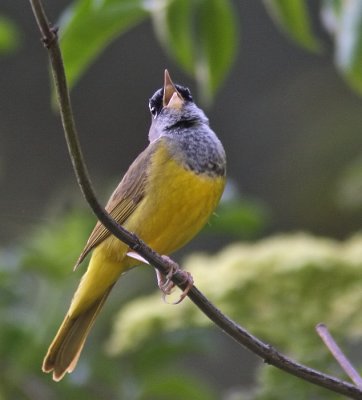 MacGillivrays Warbler