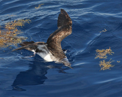 Audubon's Shearwater