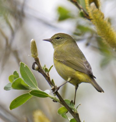 Orange-crowned Warbler (lutescens)