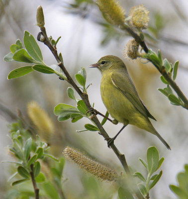 Orange-crowned Warbler (lutescens)