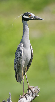 Yellow-crowned Night-Heron