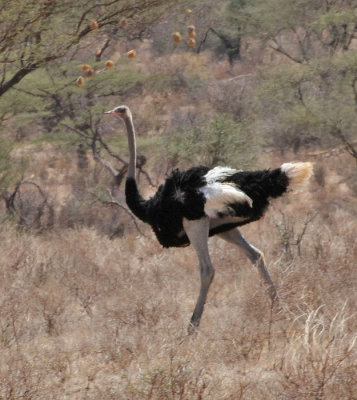 Somali Ostrich