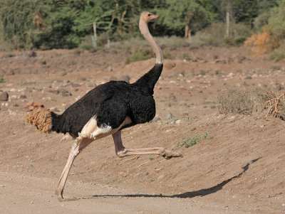 Common Ostrich (Masai)