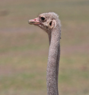 Common Ostrich (Masai)
