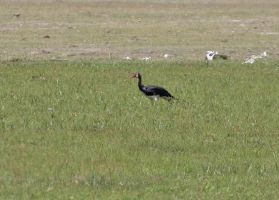 Spur-winged Goose