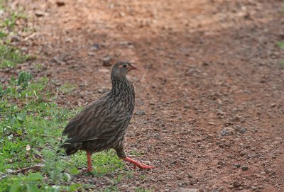 Scaly Francolin