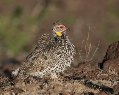 Yellow-necked Francolin