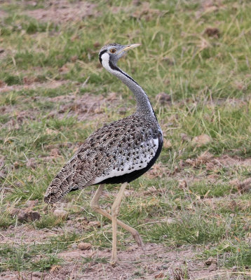 Hartlaub's Bustard