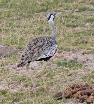 Hartlaub's Bustard