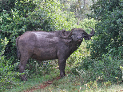 African Buffalo