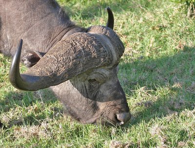 African Buffalo