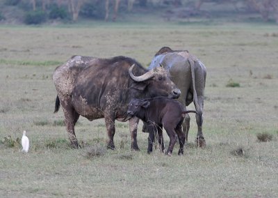 African Buffalo