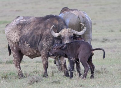 African Buffalo