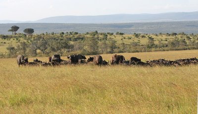 African Buffalo