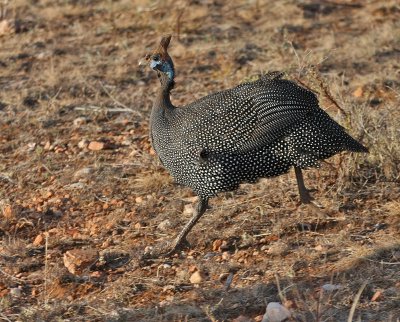 Helmeted Guineafowl (nominate)