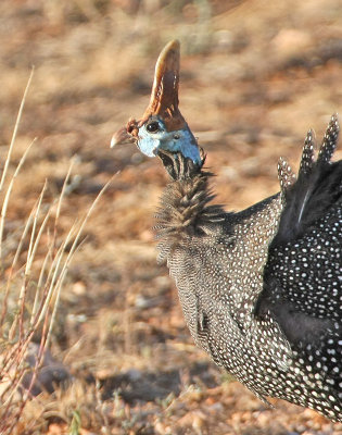 Helmeted Guineafowl (meleagris)