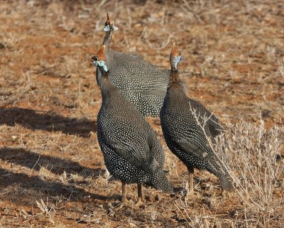 Helmeted Guineafowl (nominate)