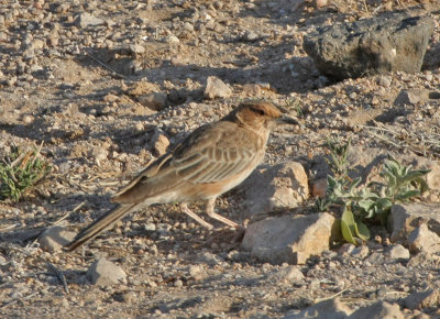 Pink-breasted Lark