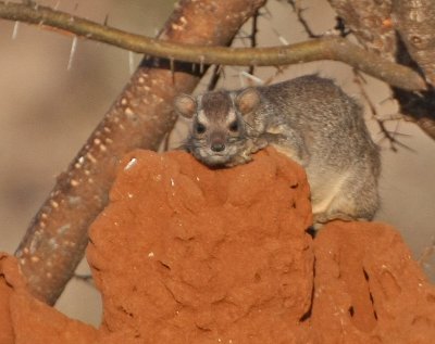 Yellow-spotted Rock Hyrax