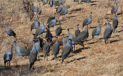 Vulturine Guineafowl